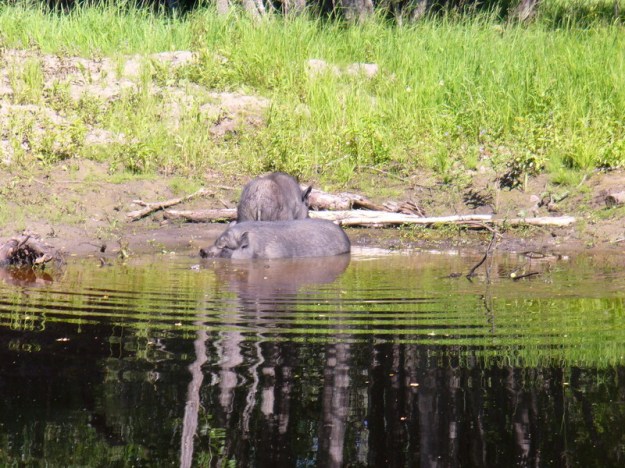 p1060166 pseudonilpferde