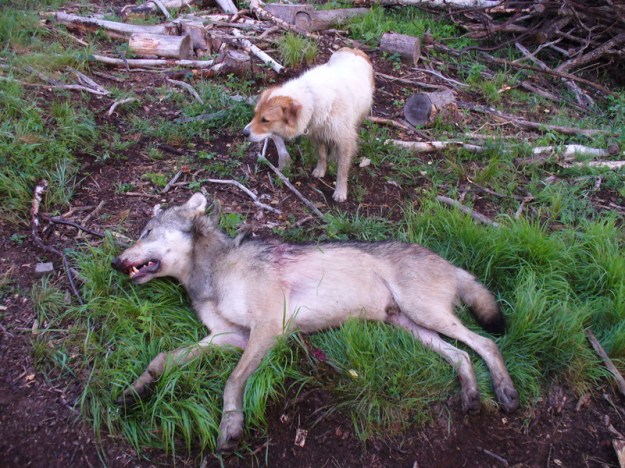 p1060193 wirklich schade