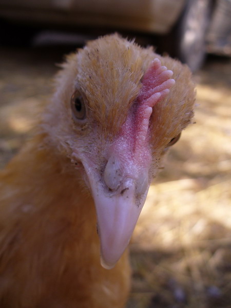 p1060221 neugieriges huhn