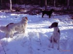 drei_hunde_im_schnee