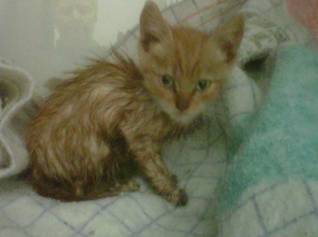 katerchen3