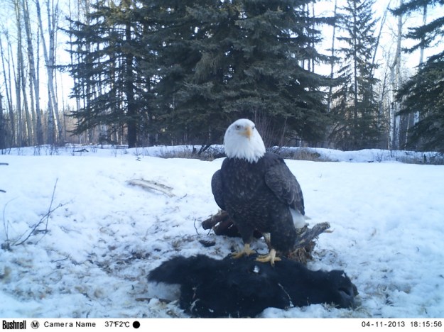 M2E62L199-200R385B315