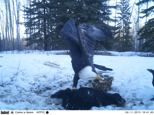 M2E56L185-184R386B325