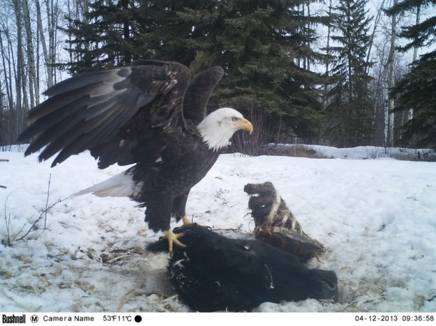 M2E85L232-233R387B325