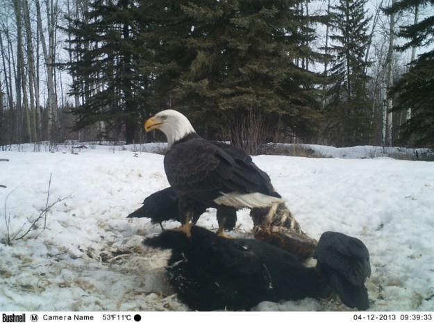 M2E87L234-233R395B306