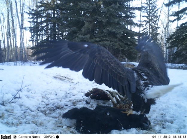 M2E62L198-198R385B314