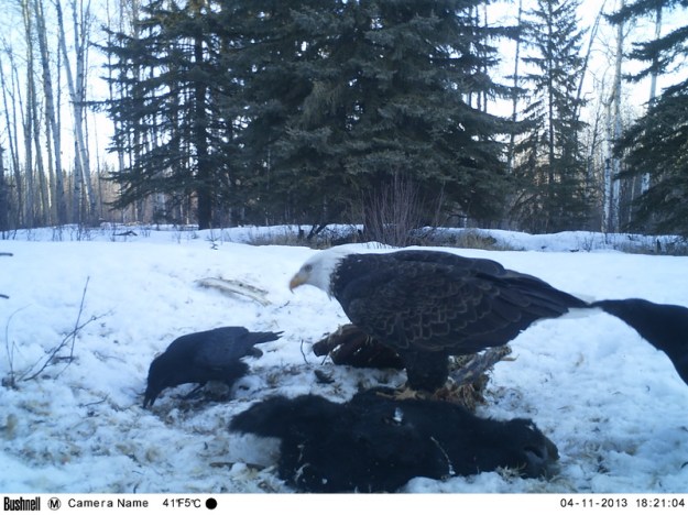 M2E62L196-196R385B312