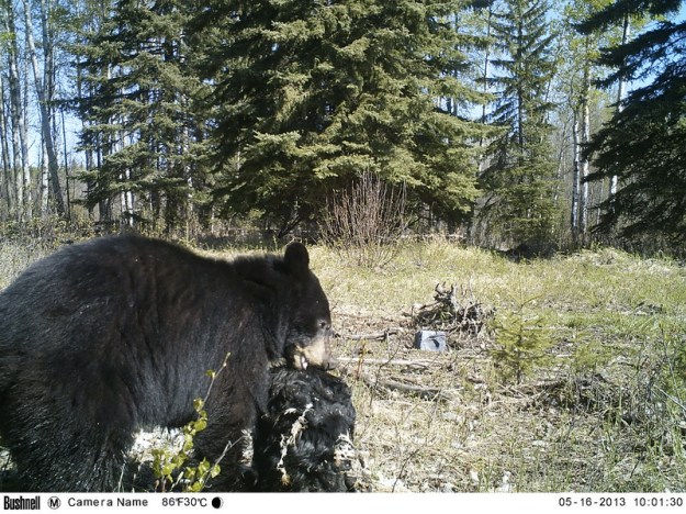 M2E77L215-216R385B331