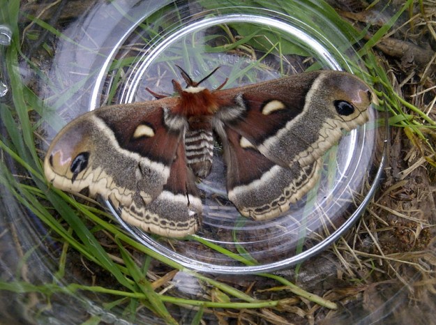 Big Lakes-20130617-00733