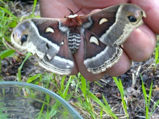 Big Lakes-20130617-00734