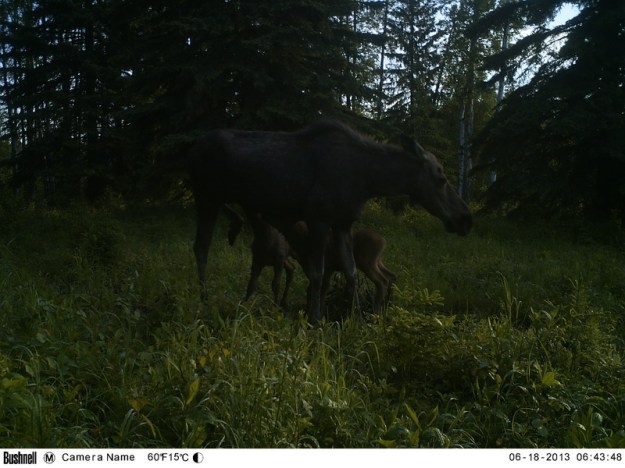 M2E77L219-219R385B330