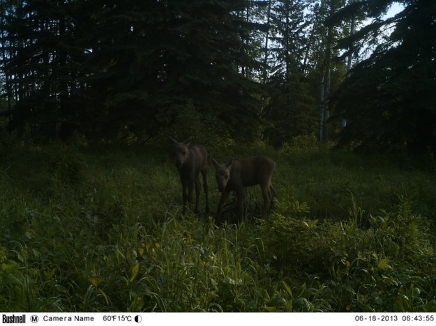 M2E77L219-219R385B330