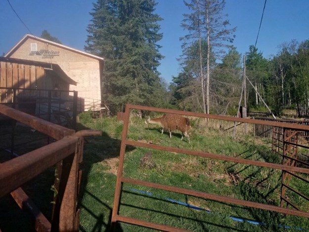 IMG_20160525_081429_hdr