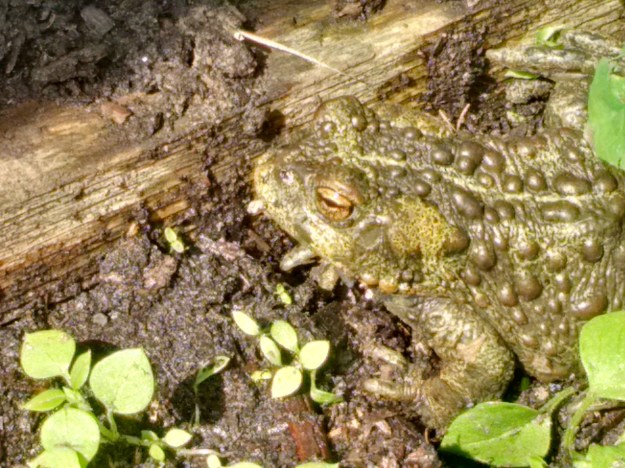 IMG_20160610_160423_hdr (1)