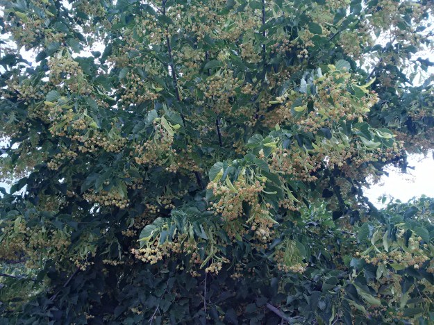 IMG_20160623_120210_hdr