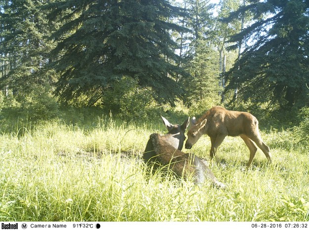 M2E62L198-198R385B314