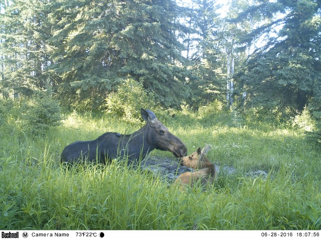 M2E46L154-154R393B309