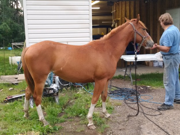 thumb_IMG_20160709_183532_1024