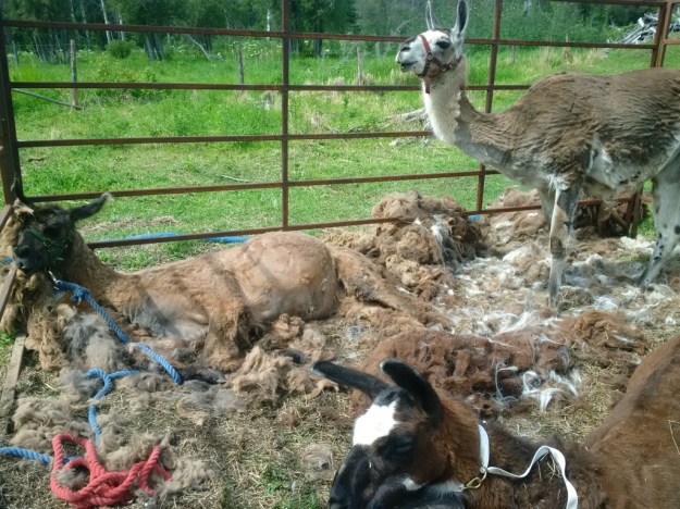 thumb_IMG_20160712_145254_1024