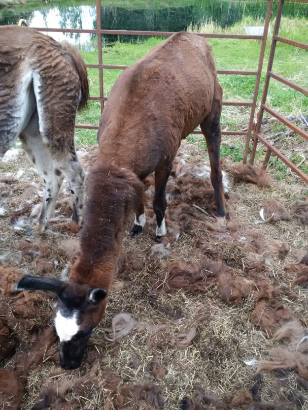 thumb_IMG_20160712_154010_1024