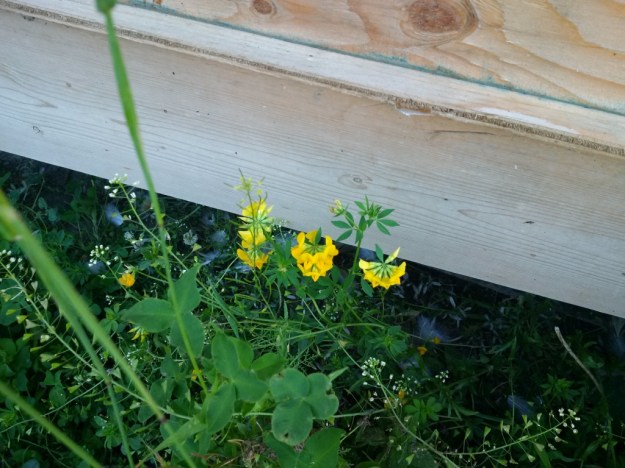 thumb_IMG_20160715_071732_1024