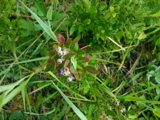 thumb_IMG_20160715_072123_1024