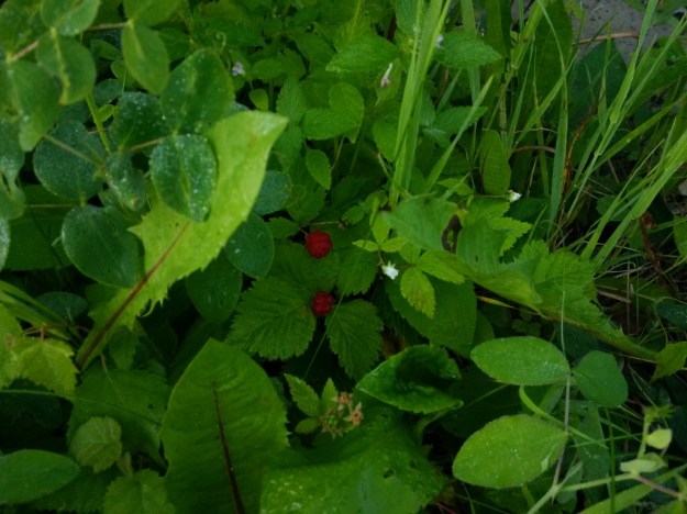 thumb_IMG_20160715_072845_1024