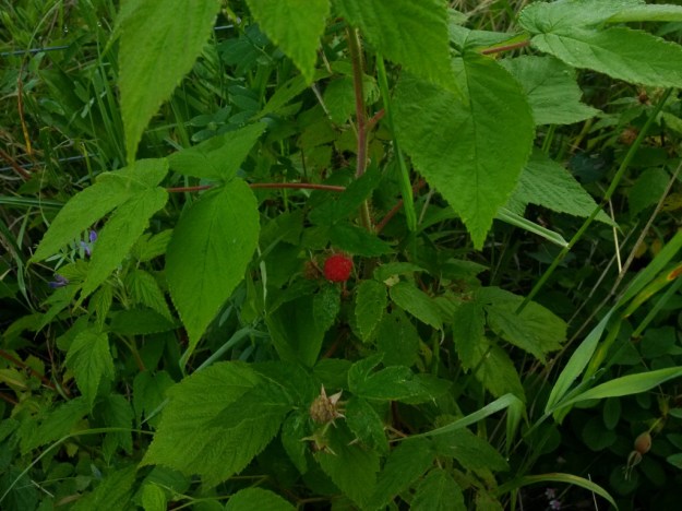 thumb_IMG_20160715_072904_1024