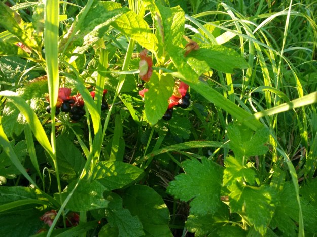 thumb_IMG_20160715_073348_1024