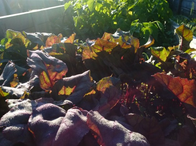 thumb_IMG_20160715_073752_1024