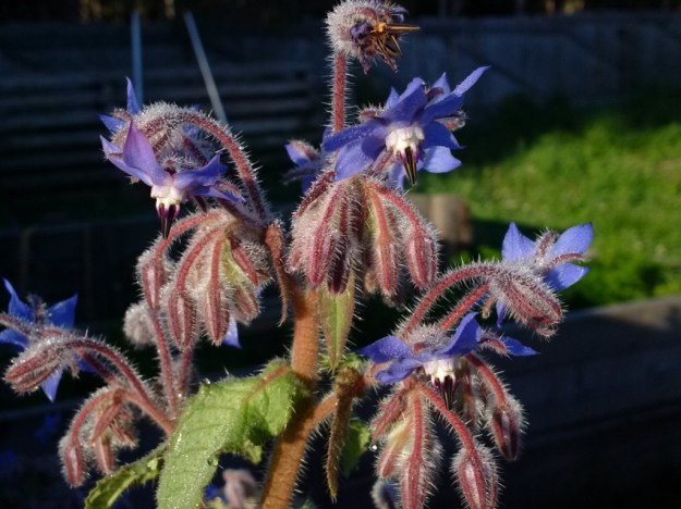 thumb_IMG_20160715_074042_1024