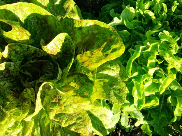 thumb_IMG_20160715_074249_hdr_1024