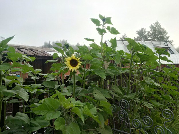 IMG_20160808_071835_hdr