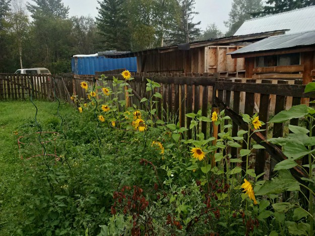 IMG_20160808_071844_hdr