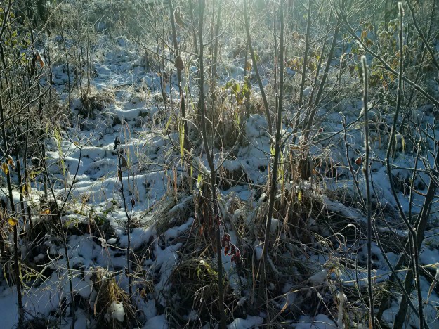 img_20161011_093925_hdr