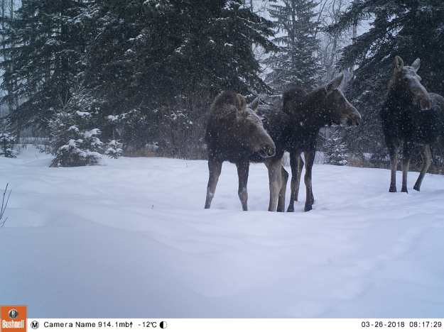 M2E71L215-214R408B331