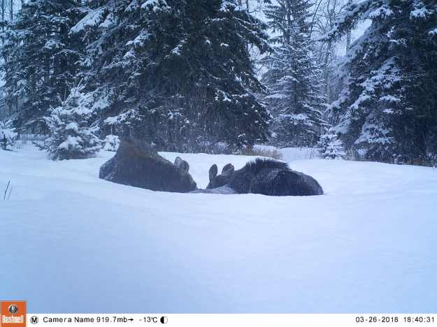 M2E49L170-170R410B315