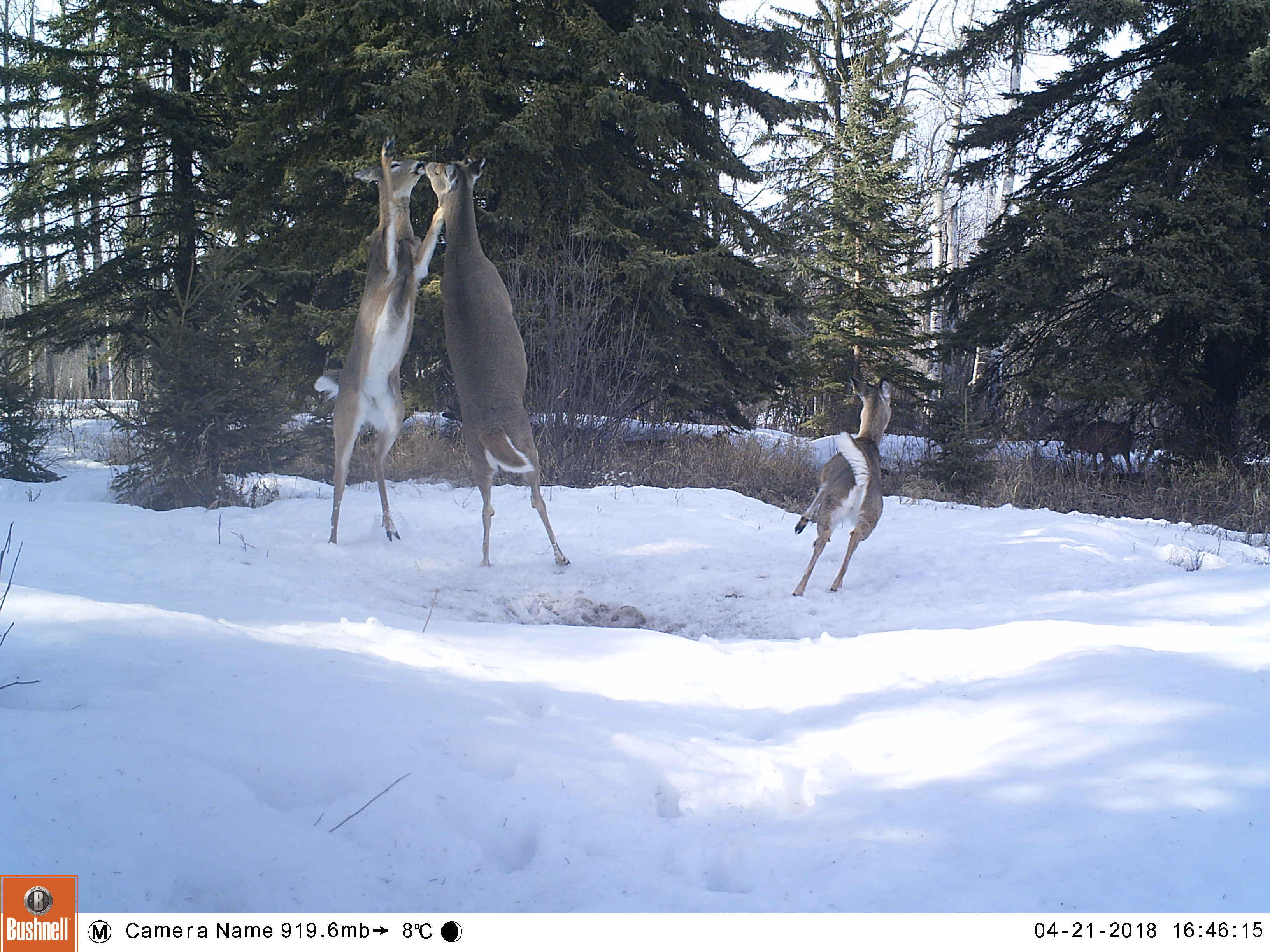 M2E76L225-225R406B328