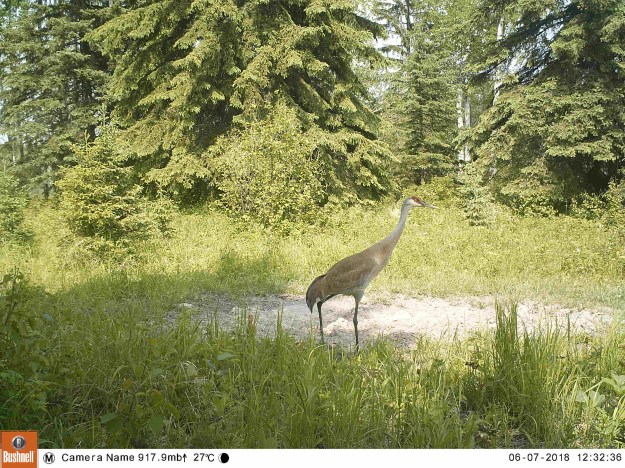 sandhillcrane2018